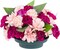 6 Pack Wet Floral Foam Round with Bowls for Flower Arrangements